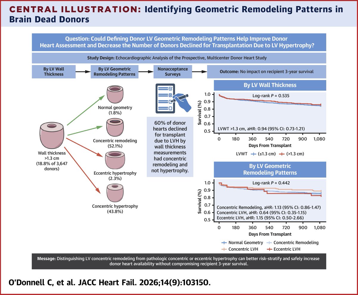 JACCJournals's tweet photo. Now in #JACCHF, new work from the Donor Heart Study on classification of donors with LVH, opportunities to reclassify using geometric remodeling, leaving a path forward to accept more donors for listed patients https://t.co/yRzVQ1xpjI

#Hearttx @KiranKhush1 @Stanford_HF https://t.co/0msxXuW5AX