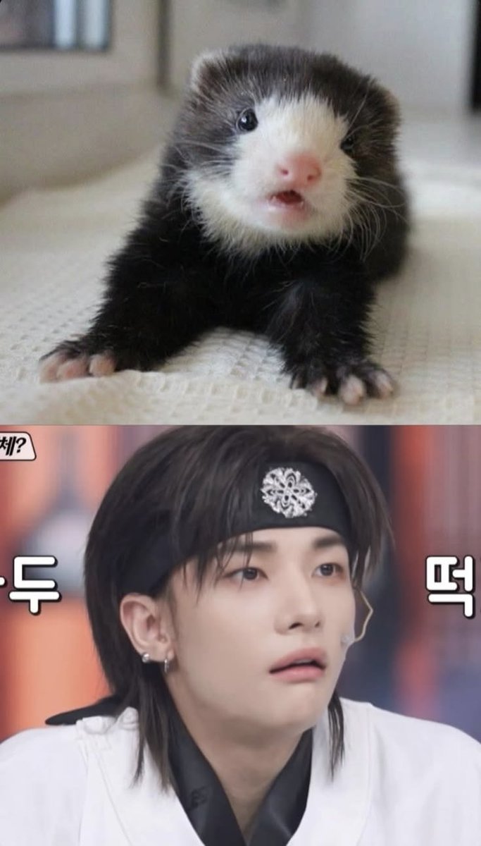 Pottacco_22's tweet photo. 모르겠고 울 만두족제비 ㅈㄴ 귀엽다 .. 🩷 https://t.co/u6CTs4Gojw