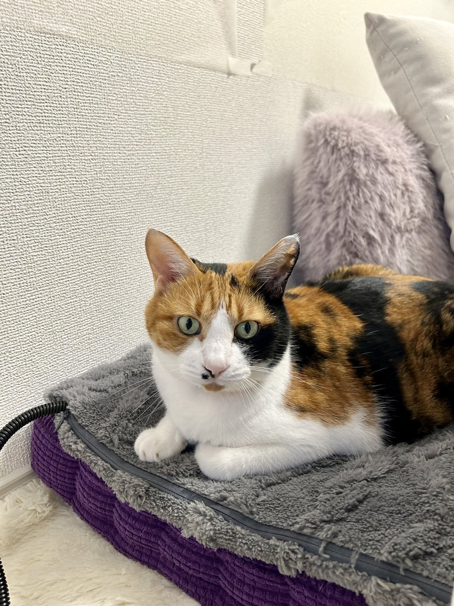 bon_kinen's tweet photo. おはにゃん😸
主ちゃんは冷房とホットカーペットの両方使いにゃん👀あったかくて気持ちいいにゃん🥰💕🐾 https://t.co/oMbuMTxgtR