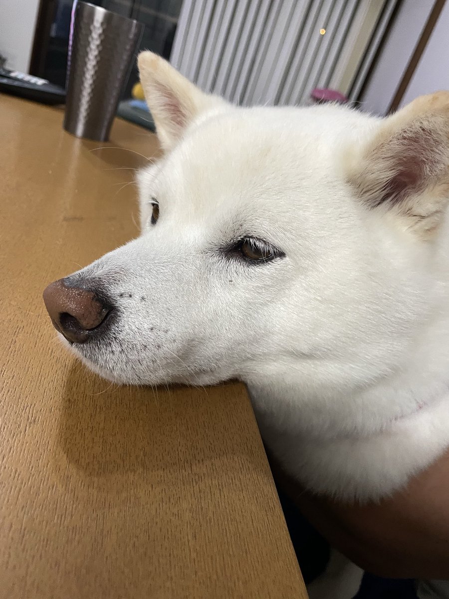 ataro16's tweet photo. @cyashiv おひさ！落ち込む事もあるけど犬猫ともども元気です☺️ https://t.co/E6g4IaeUrX