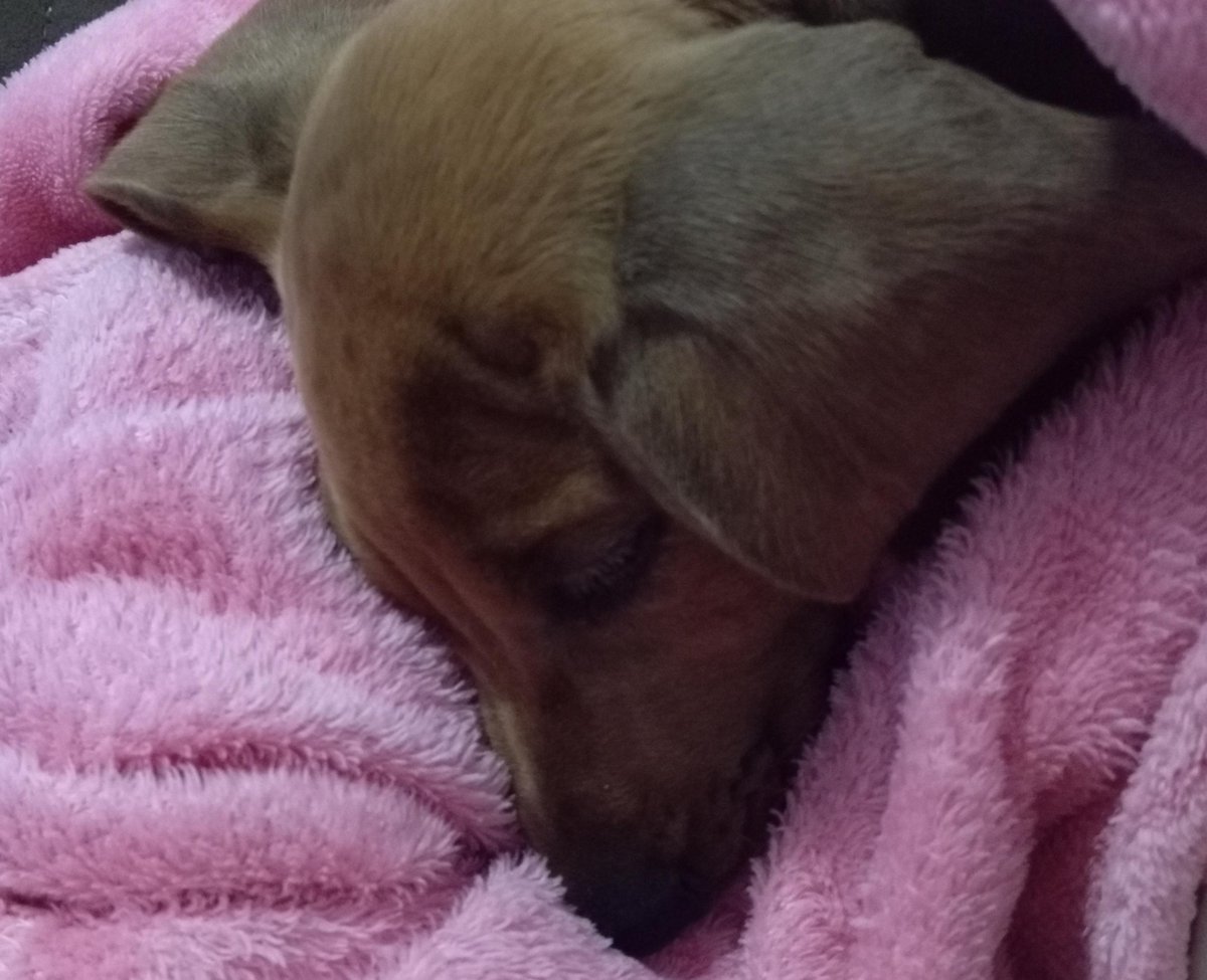 elkujoo's tweet photo. EU TO MUITO FELIZ EU GANHEI UM CACHORRO SALSICHA DA MINHA TIA HAHAHSHSHJAHABAHBSNANANAHHSHSNABBANANNA
(quem não interagir vai levar um tiro) https://t.co/lHR9P04EIO
