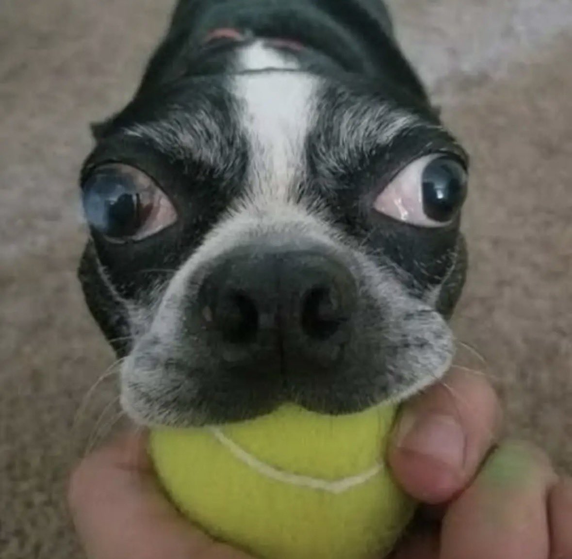 soupy1122's tweet photo. my  ball..   I love  my ball.. https://t.co/GnRZkxQhfU