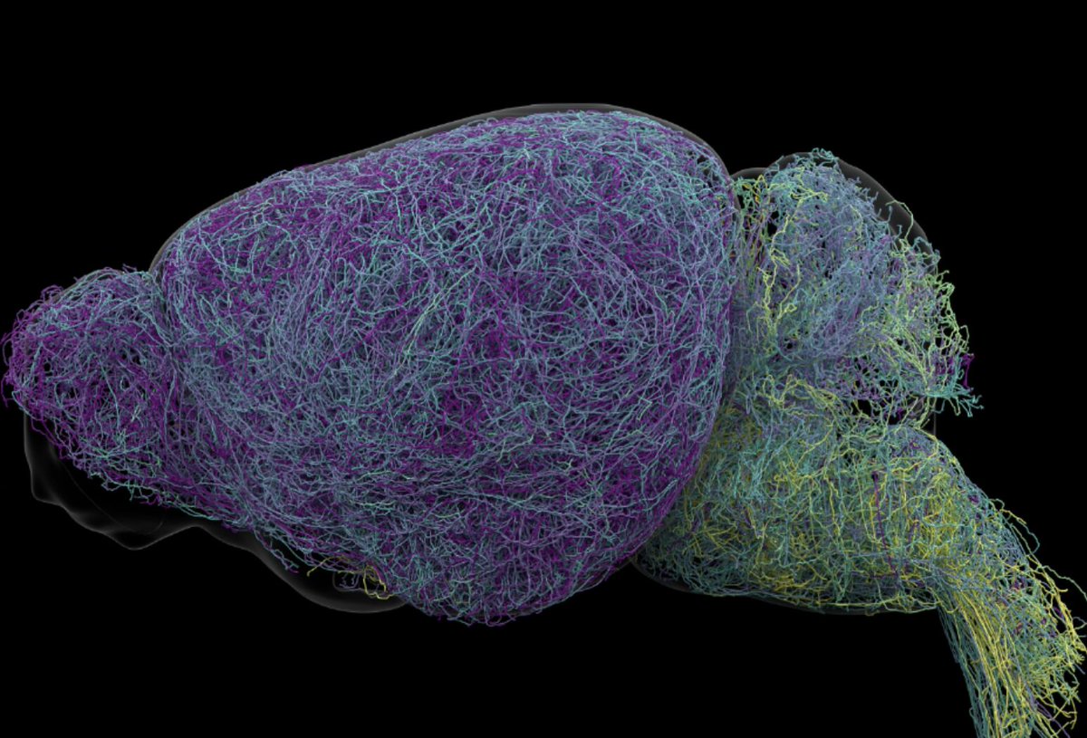 adam_k_glaser's tweet photo. Congrats to the multi-disciplinary Neural Dynamics neuromodulation team on Topographic structure and function of locus coeruleus noradrenaline neurons.

https://t.co/pJ26P7dPRq https://t.co/l9k1eUVbgi