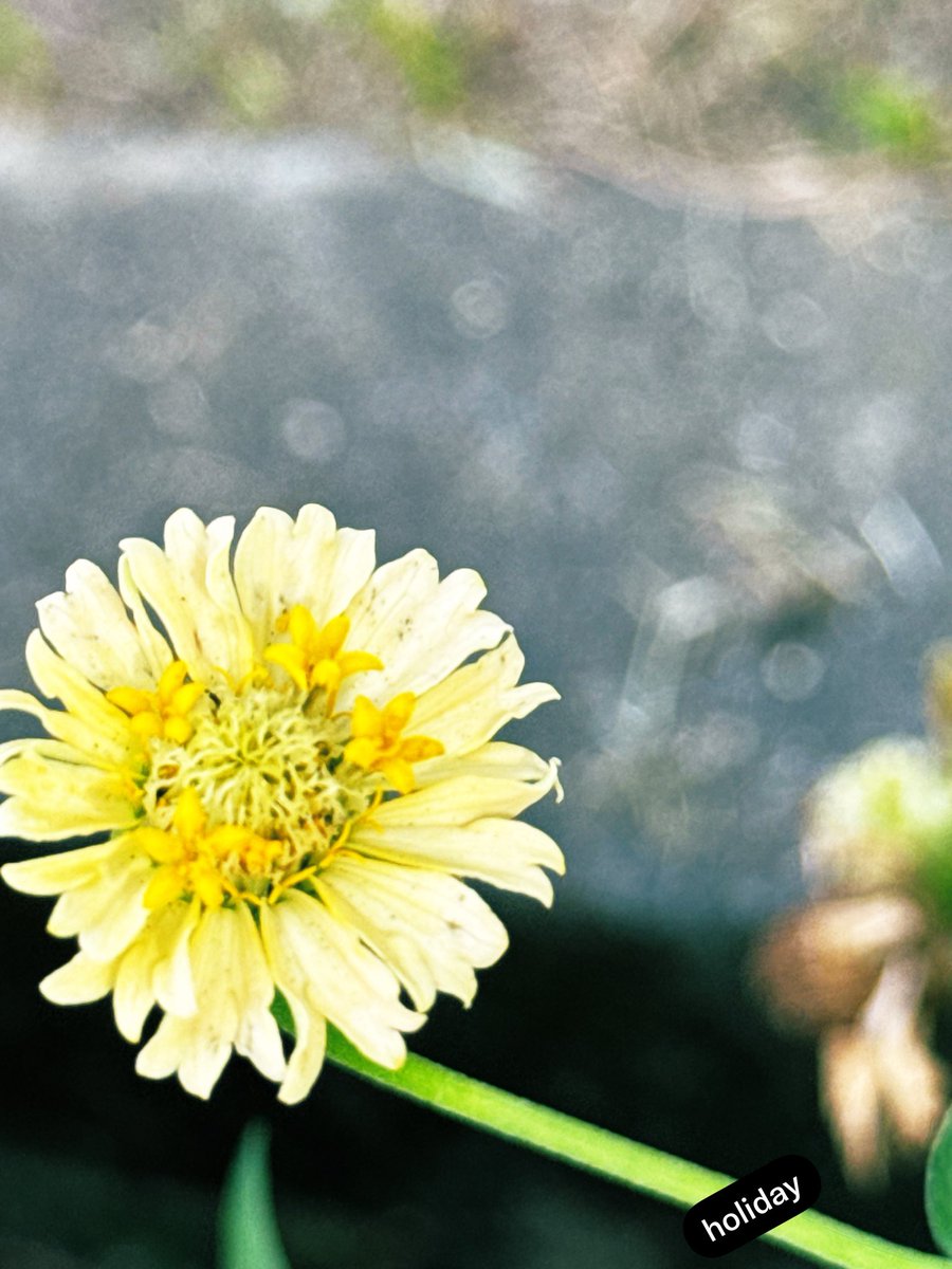 cuntamoo's tweet photo. おはようございます☀︎
今日もサンサン太陽🌞
#TLを花でいっぱいにしよう
#ファインダー越しの世界 #キリトリセカイ https://t.co/q2GpnvqMLz