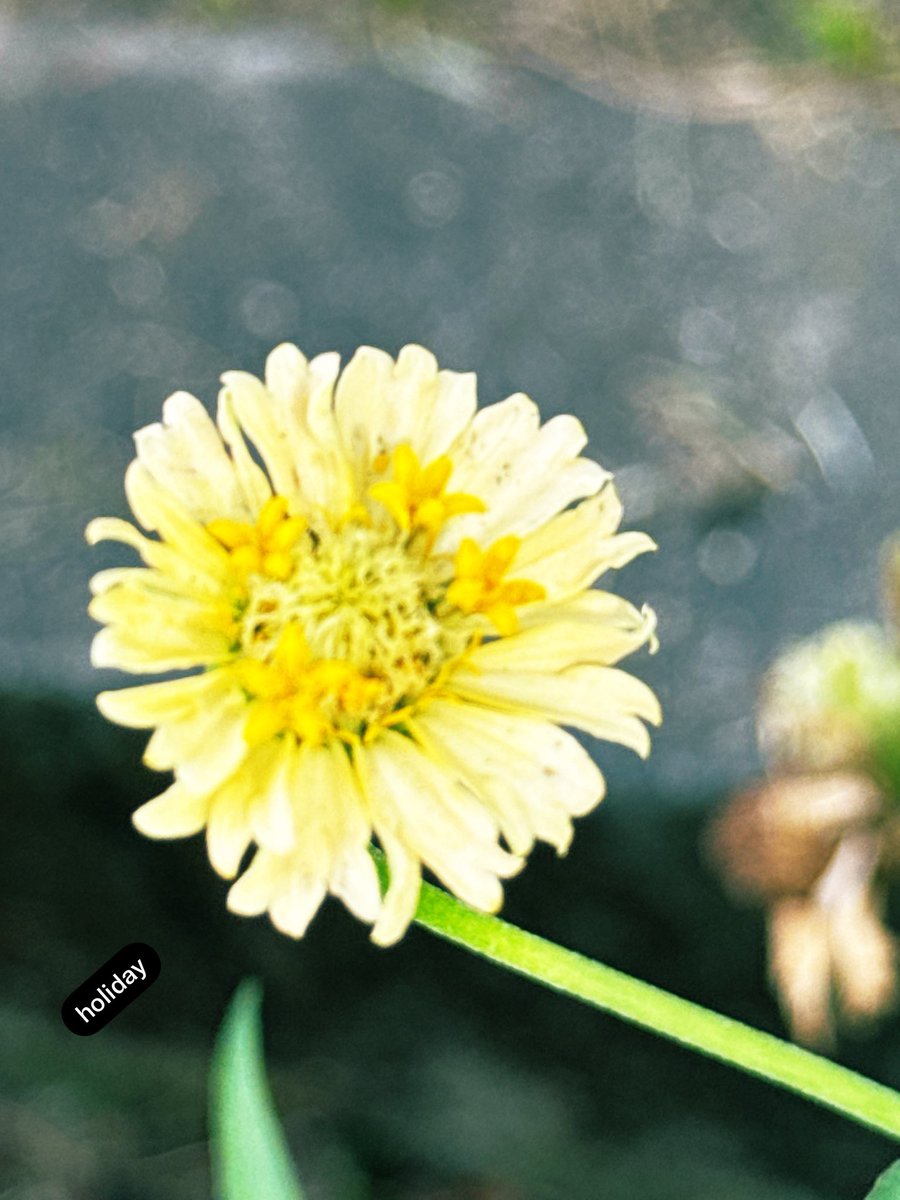 cuntamoo's tweet photo. おはようございます☀︎
今日もサンサン太陽🌞
#TLを花でいっぱいにしよう
#ファインダー越しの世界 #キリトリセカイ https://t.co/q2GpnvqMLz