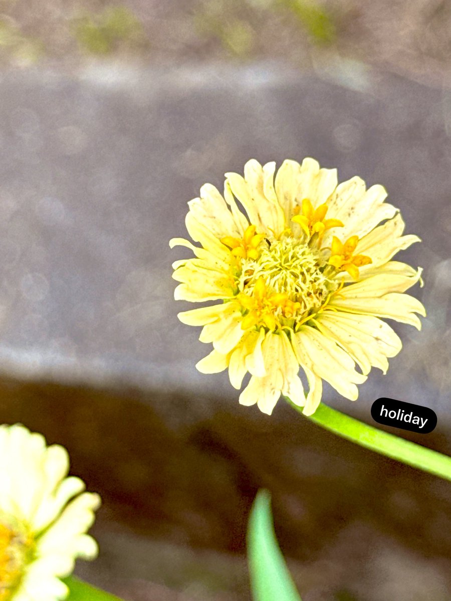 cuntamoo's tweet photo. おはようございます☀︎
今日もサンサン太陽🌞
#TLを花でいっぱいにしよう
#ファインダー越しの世界 #キリトリセカイ https://t.co/q2GpnvqMLz