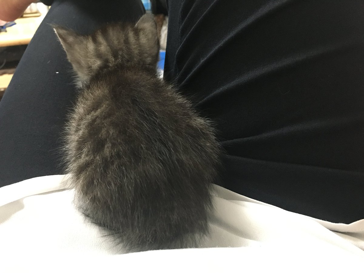 yama_3399's tweet photo. うちの子です🐾 https://t.co/oLr5knSZQk