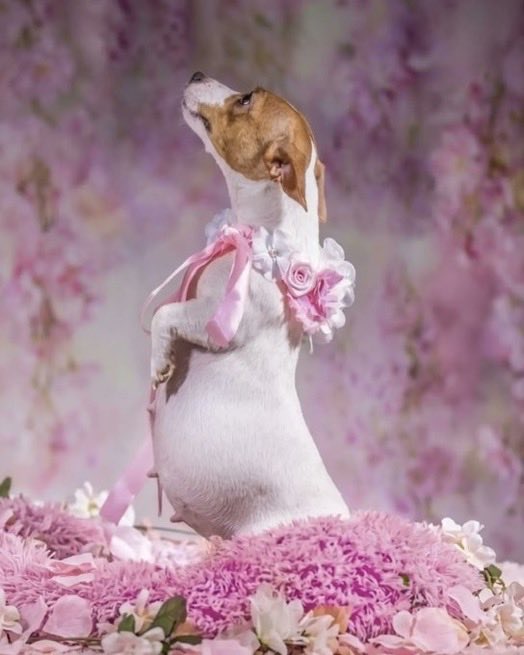 Indie5051's tweet photo. Una perrita protagoniza una sesión de fotos de embarazo para celebrar su primer embarazo. https://t.co/zpHT2lWRaZ