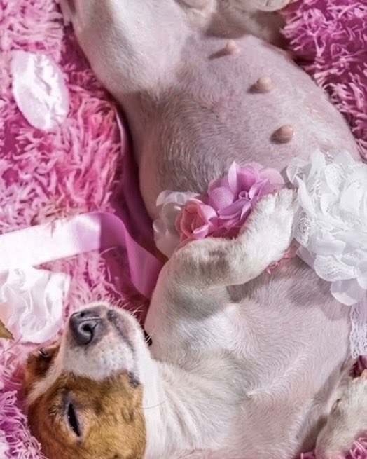 Indie5051's tweet photo. Una perrita protagoniza una sesión de fotos de embarazo para celebrar su primer embarazo. https://t.co/zpHT2lWRaZ