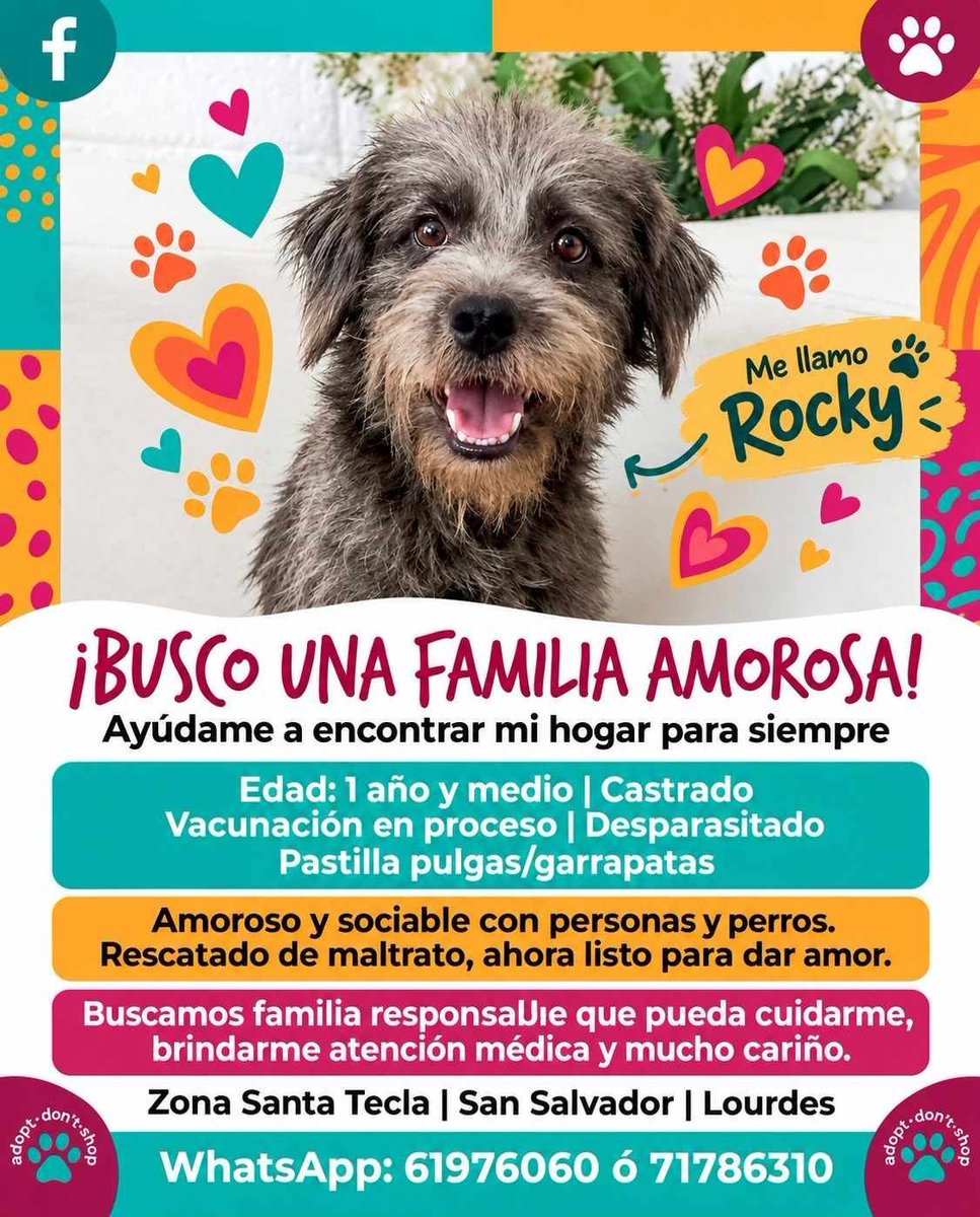 lyssitta's tweet photo. SERVICIO SOCIAL✅️
#adopta 🐾 ❤️ https://t.co/0dV95j667L