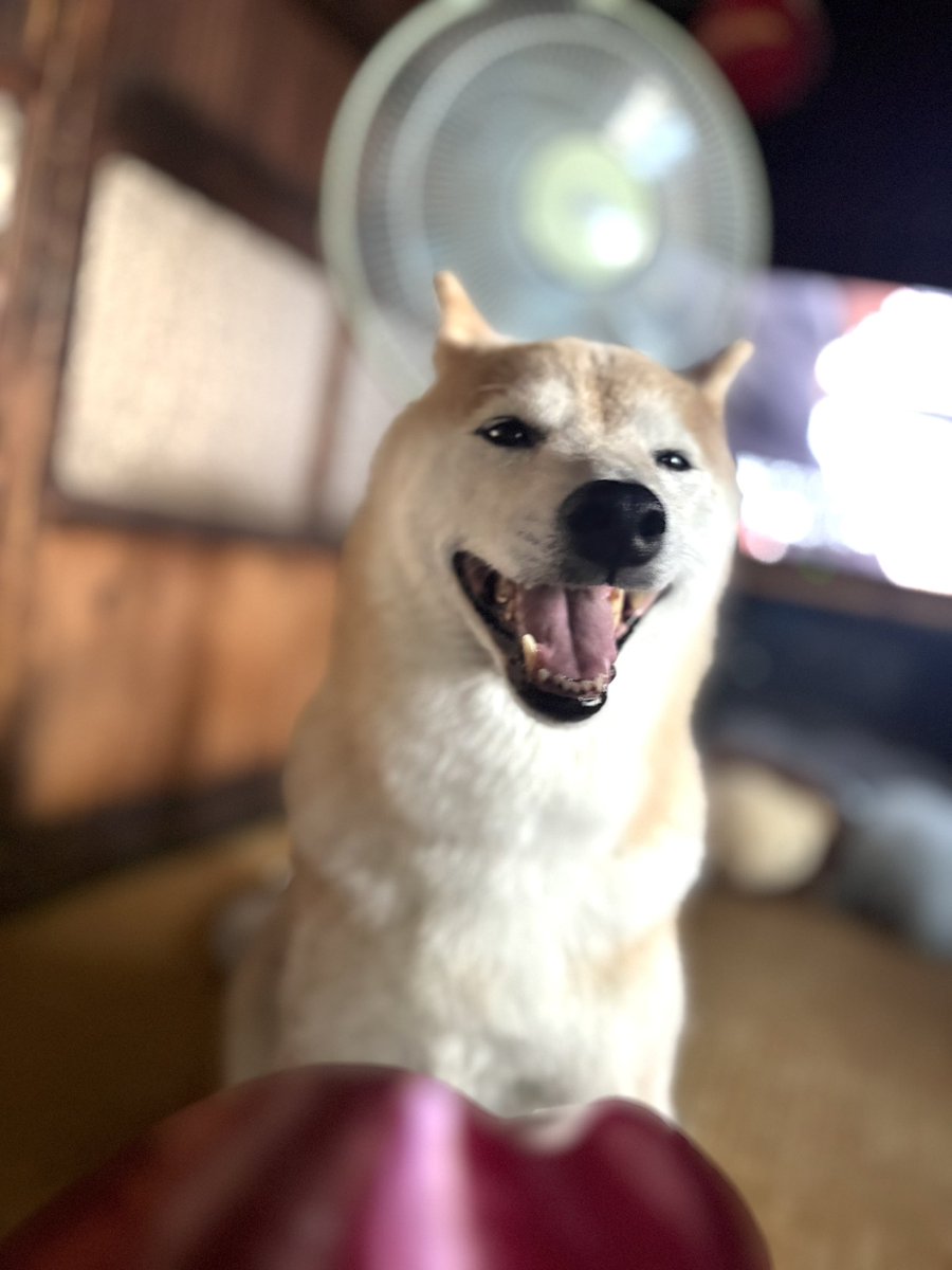 inu_10kg's tweet photo. おはようさん
シャンプーのあと乾かされている犬みて今日も一日なんとか https://t.co/Ah7ft2srum
