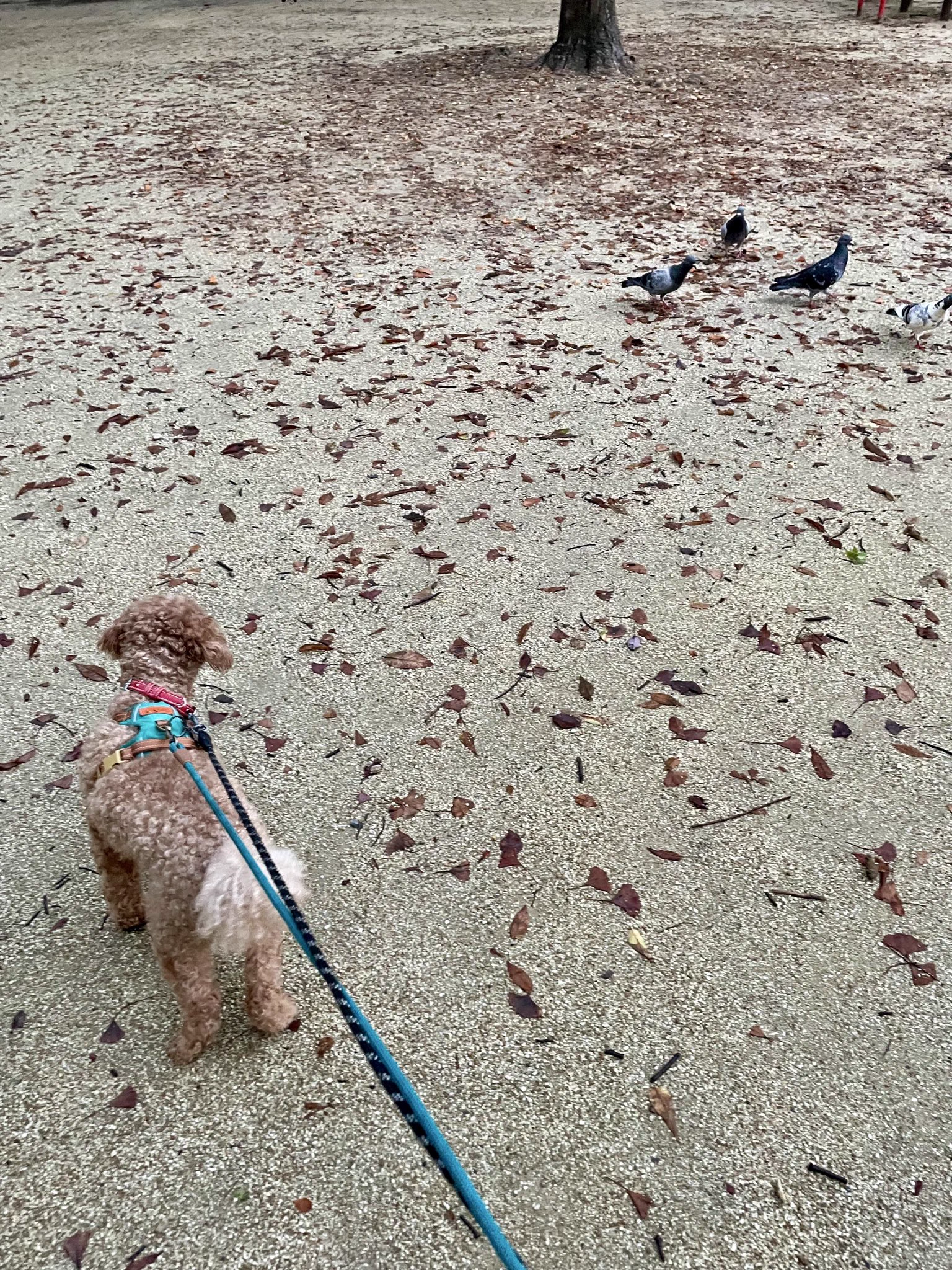 かうしか子（犬は友達、猫は王様） on X: 