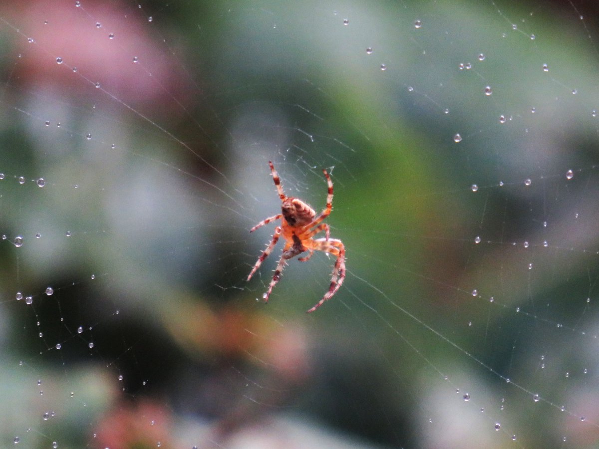 MatthewShute's tweet photo. She stays in stillness, a subtle spider settled at the centre of a saturated sanctuary
#InsectThursday 
🫧 🤍 🕷️ 🧡 https://t.co/LZHCoPjyJB