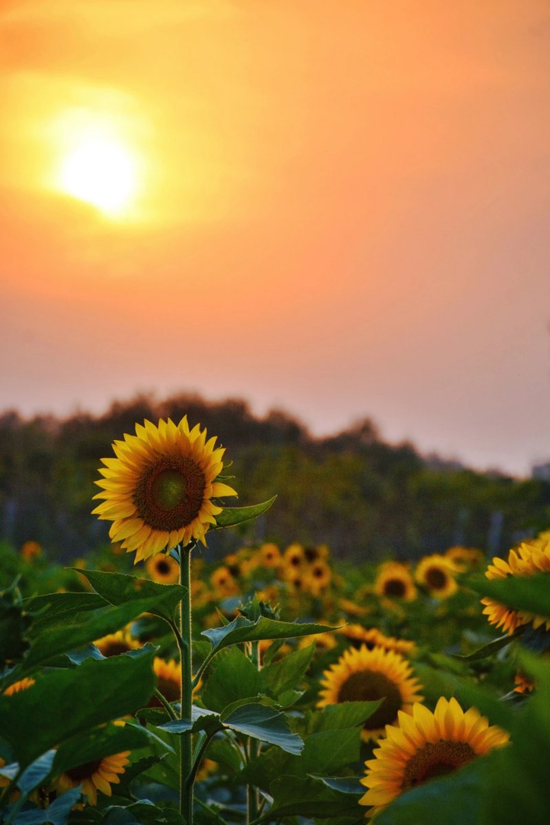 zuize642337's tweet photo. Missing your laughter from miles away, but the sun we share every day means we’re still under the same sky. https://t.co/9O8DJSp4tk