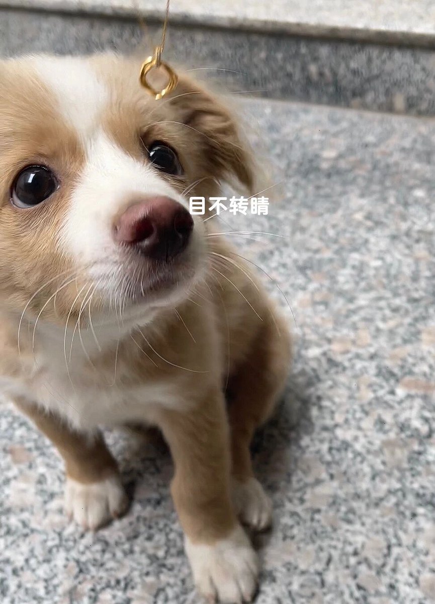 ljhoo7400's tweet photo. My tiny pup who weighed 2lbs when we brought him home 3 months ago now runs around the yard like he owns the place! Such a fun growth journey ， https://t.co/KPrB5MHAdK