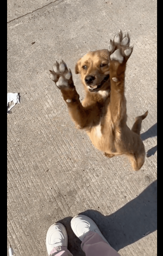 TomiLemoine's tweet photo. Nothing beats coming home to a wagging tail and warm cuddles  Pet love is the best everyday magic.， https://t.co/3cbaERs5qA