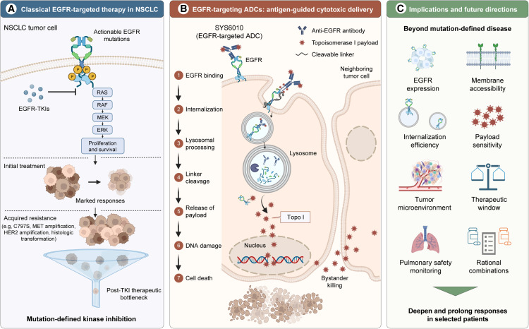 Cancer_Cell's tweet photo. EGFR-targeting ADCs: From oncogene addiction to antigen-guided drug delivery https://t.co/GgYGolGIFk https://t.co/BtWp4qRyzf