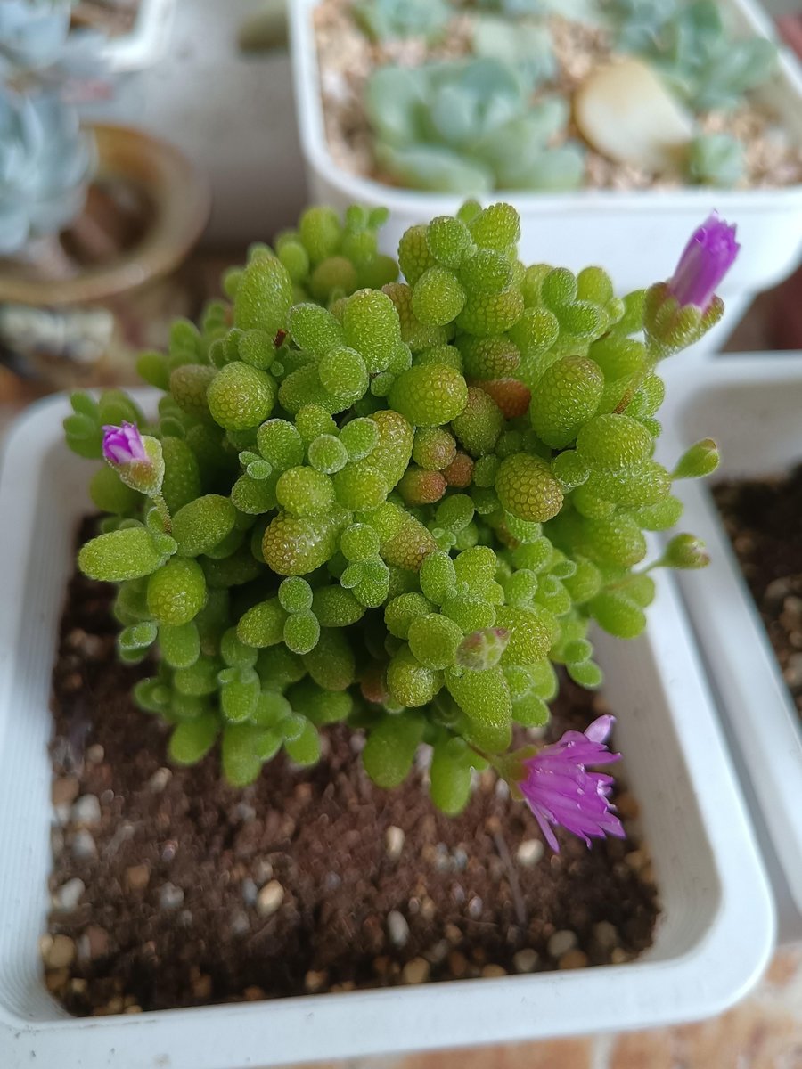 sweeb738631's tweet photo. Just upcycled an old mason jar into a tiny succulent planter! No fancy tools needed, super quick DIY for small space decor https://t.co/7kLixkeTOX