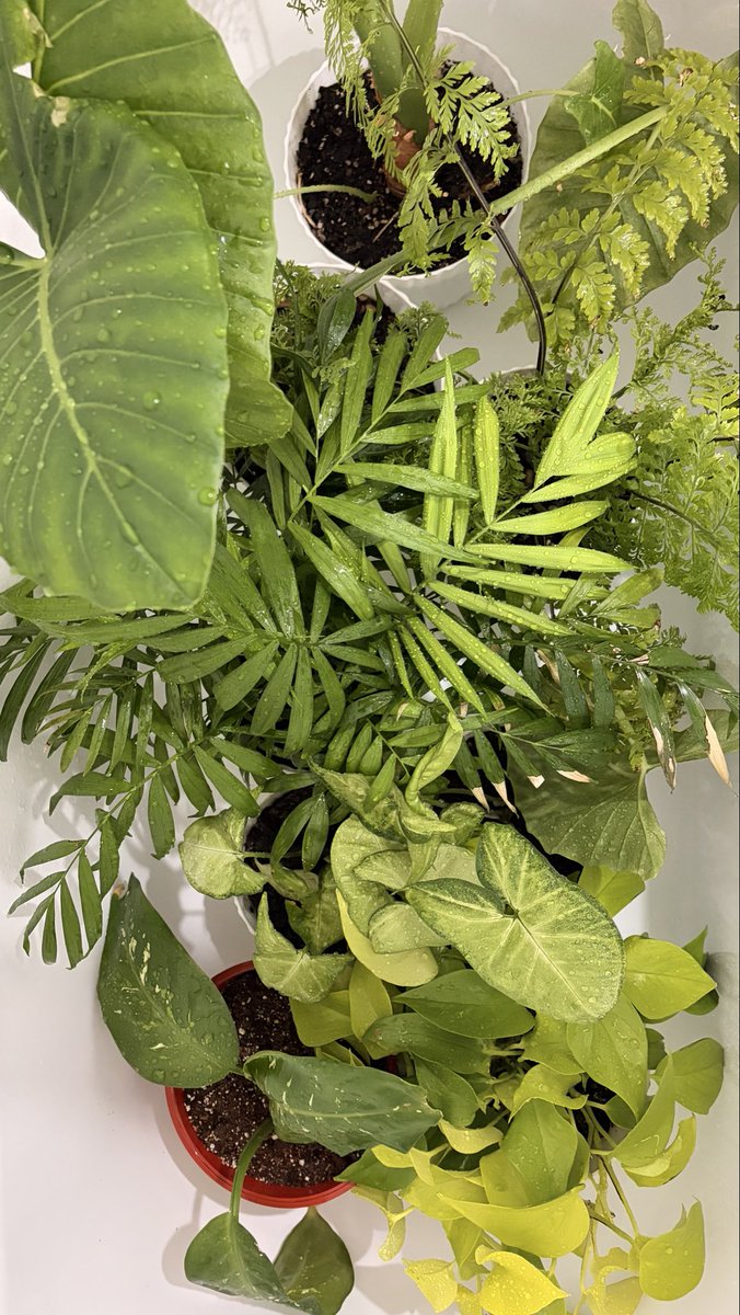 Rigel_864's tweet photo. También soy maricón planta 🪴 https://t.co/sZWjHAyRqV