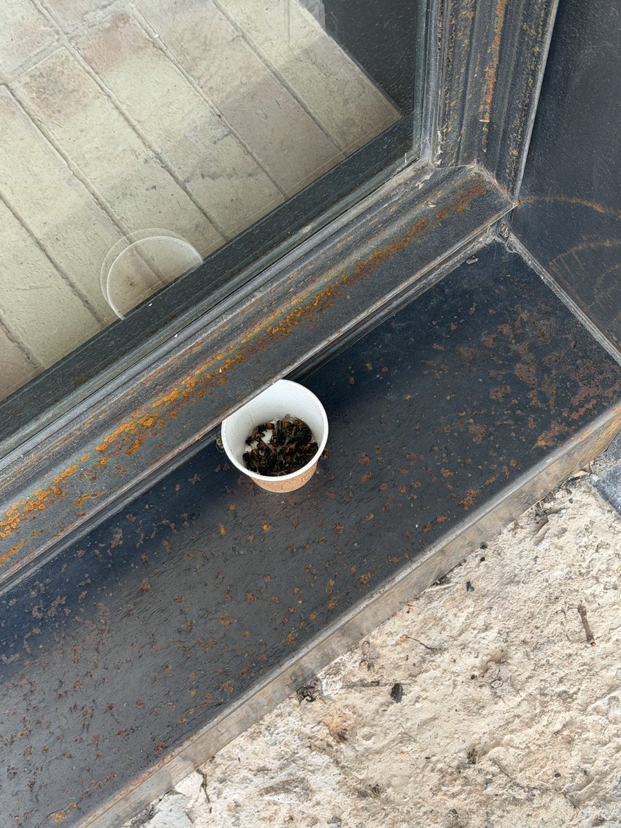 yaramitztli's tweet photo. @TierraGarat quién le dijo a los empleados de la sucursal de Romero de Terreros que mataran a las abejas que se acercaran al local? No saben que son esenciales? Ahí se ve el vasito con jarabe que pusieron y las abejas muertas. Había más en el piso @supercivicosmx https://t.co/09IkpUZoeN