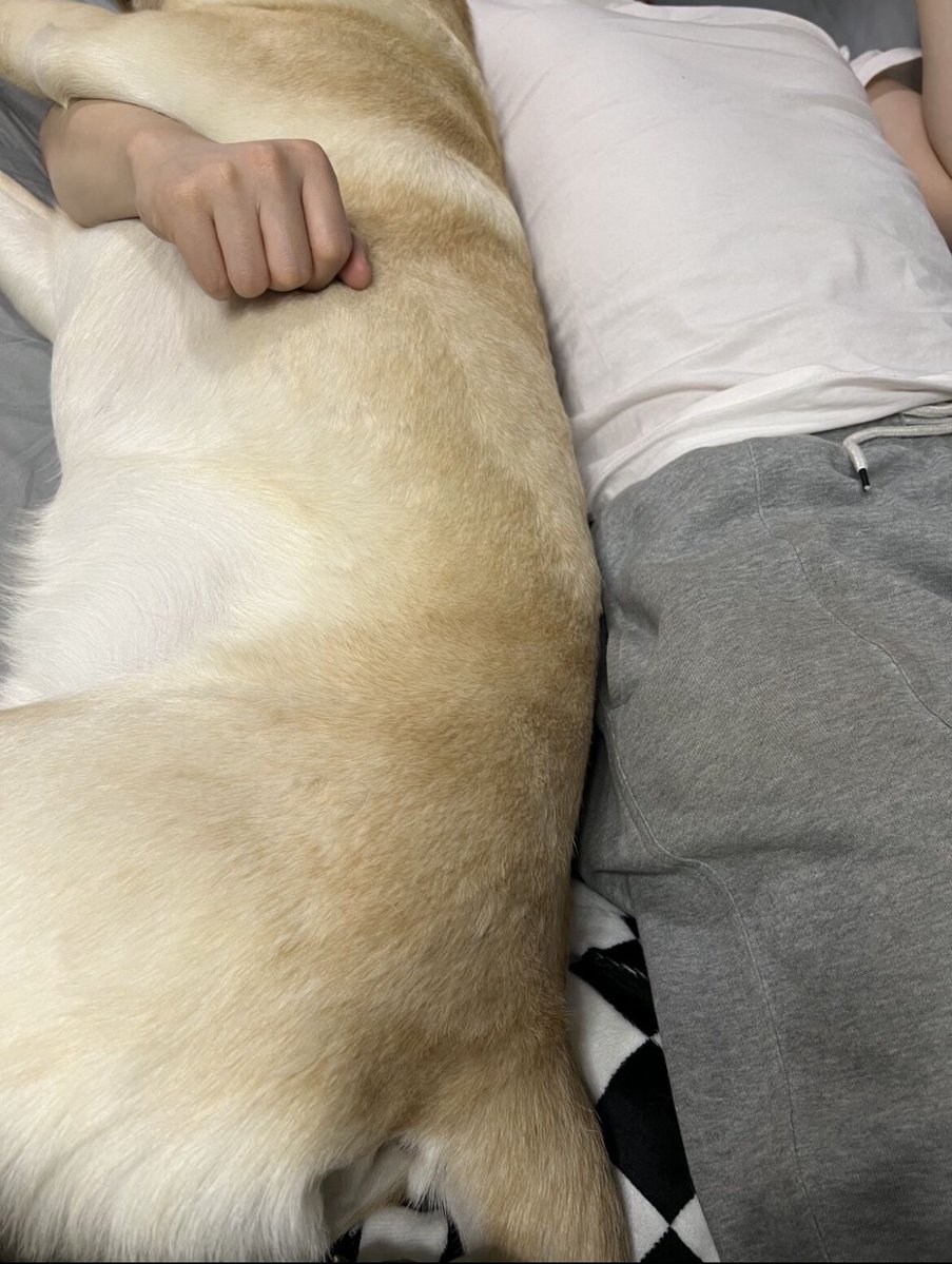 alorz132221's tweet photo. Nothing beats coming home to a wagging tail and a waiting buddy who loves you exactly as you are ， https://t.co/ZyvUK9ucZA