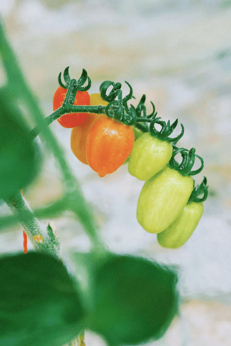 start663944's tweet photo. Just tested the new organic cherry tomatoes from local farms—bursting with sweet juice, zero weird aftertaste, and perfect for salads or snacking! https://t.co/z3eAhIHJJ6