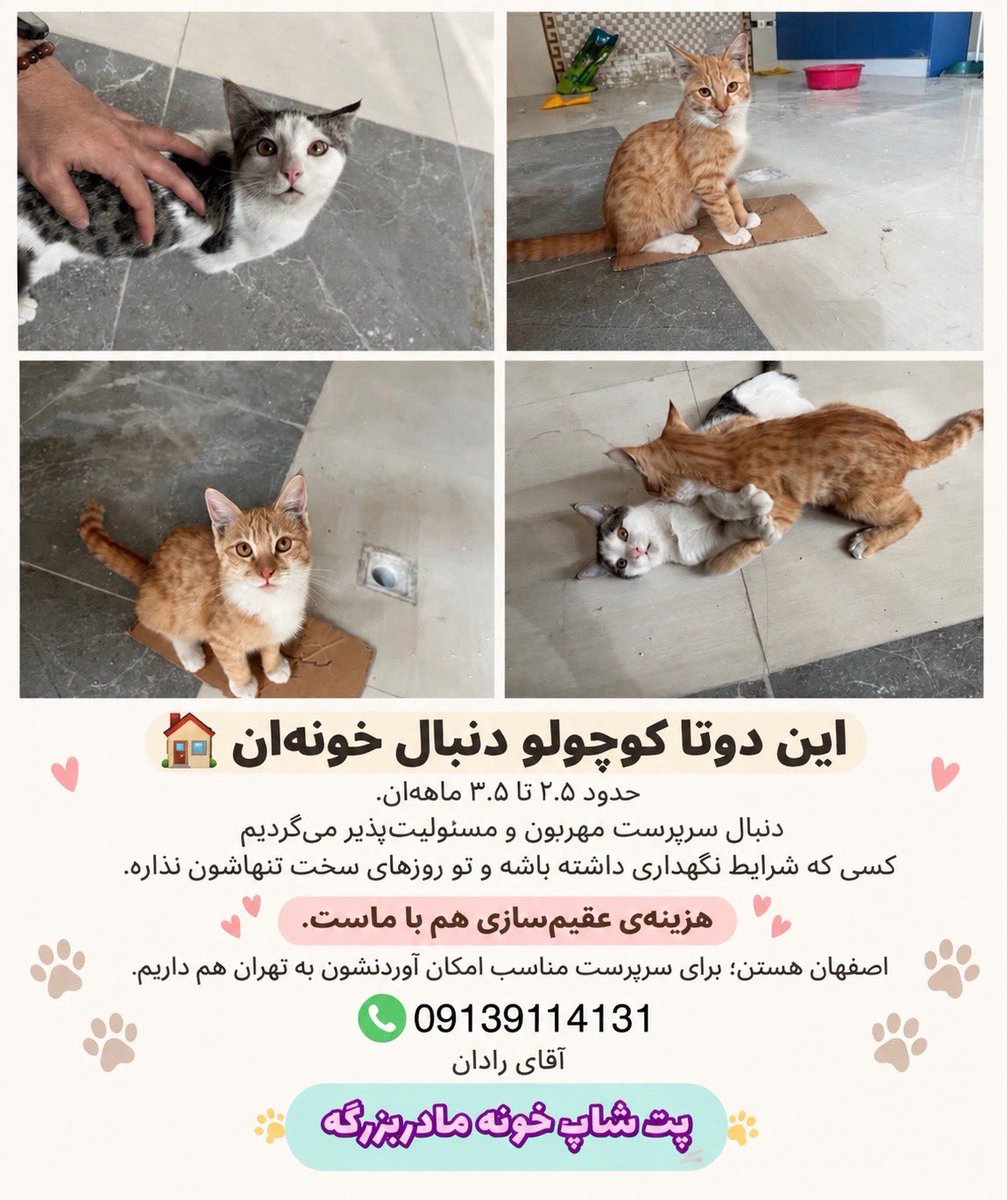 Rose22ros's tweet photo. اگه سرپرست خوب و با مسئولیت میشناسین این توییت رو براش بفرستین🥺🥹
#ریتوییت #واگذاری #گربه https://t.co/hGtBPyIOG1