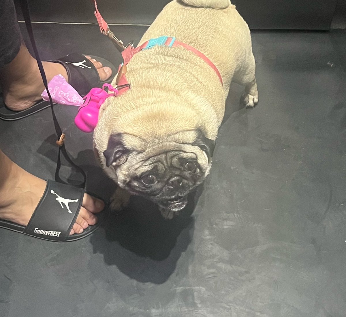 VQUESTOFICIAL's tweet photo. Encontrei esse cachorro no elevador. Olha que fofura https://t.co/G7lr2otYOH