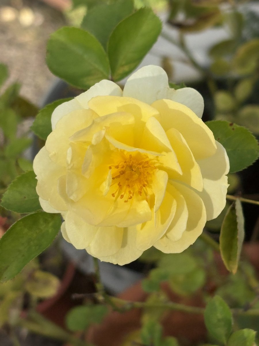 papaver's tweet photo. Today’s favourite rose - Scentifalls Lemon - lovely little rose. #roses #myroses #mygarden #containerplanting #gardening #rosewednesday https://t.co/7qxl0wJdFW