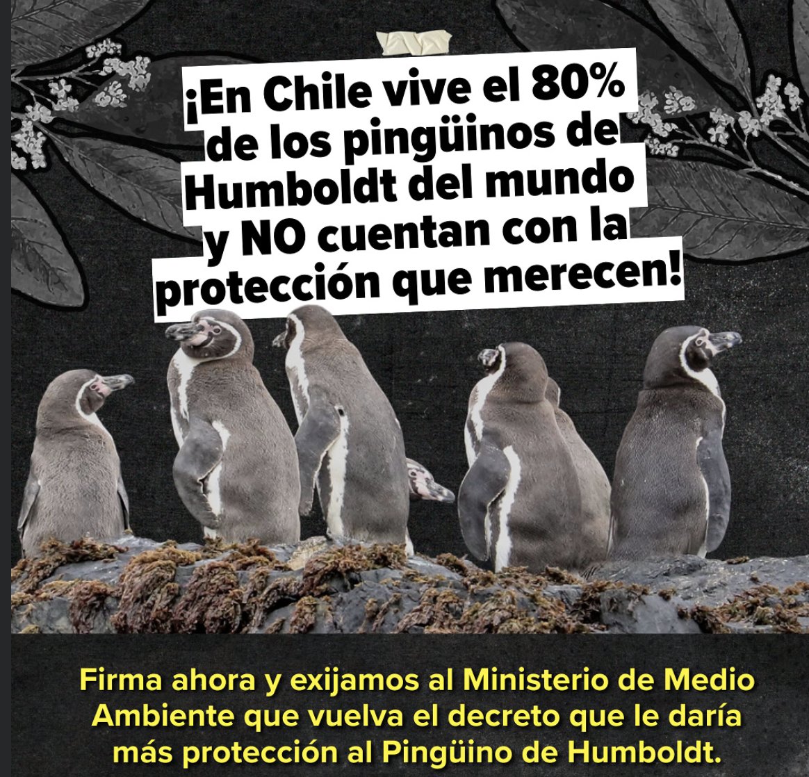 ChileHuerta's tweet photo. Se necesitan proteger nuestros ecosistemas. Es urgente! https://t.co/DsI12MQdSB https://t.co/r6UuVZNrKF