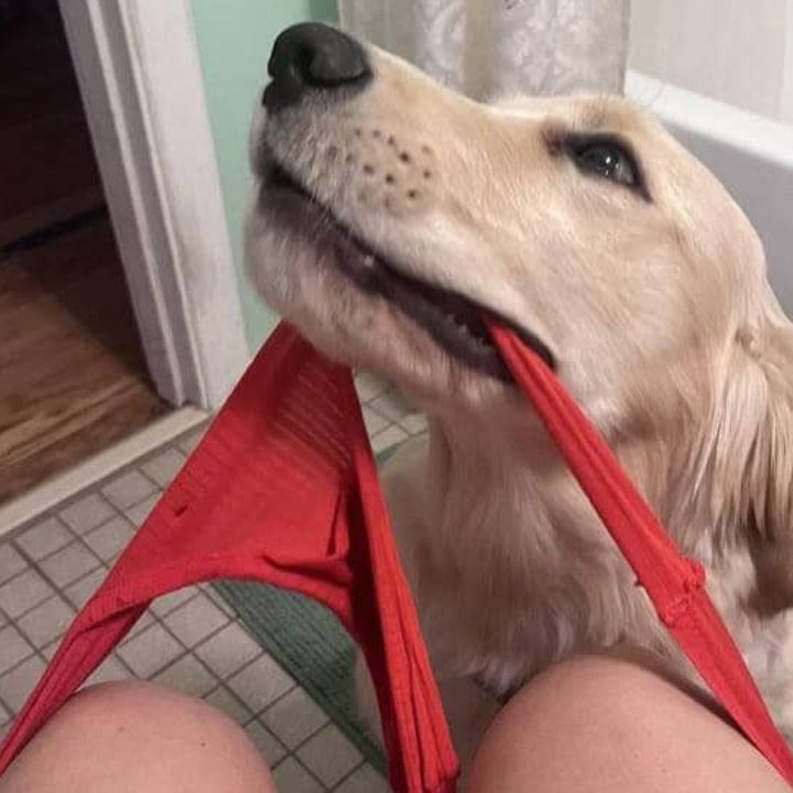 knotycate1's tweet photo. All sort of knottiness
Link in my bio 
#dogs #USA #dogknotting
#bestiality https://t.co/skD41q1et1