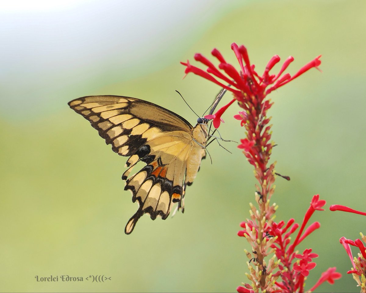 madbunting2's tweet photo. Giant swallowtail yesterday
FL., USA https://t.co/4DFQZc0Pay