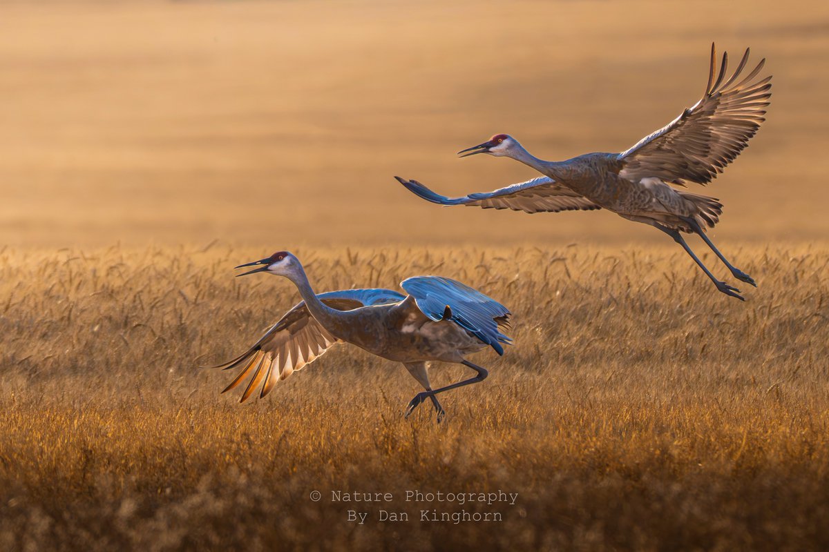 dankinghorn77's tweet photo. A pair of Sandhill Cranes taking off from a SE Idaho wheat field.  

#NatureTherapy #NatureVibes #BirdsSeenIn2026 #flyingbirds https://t.co/40dWULHju8