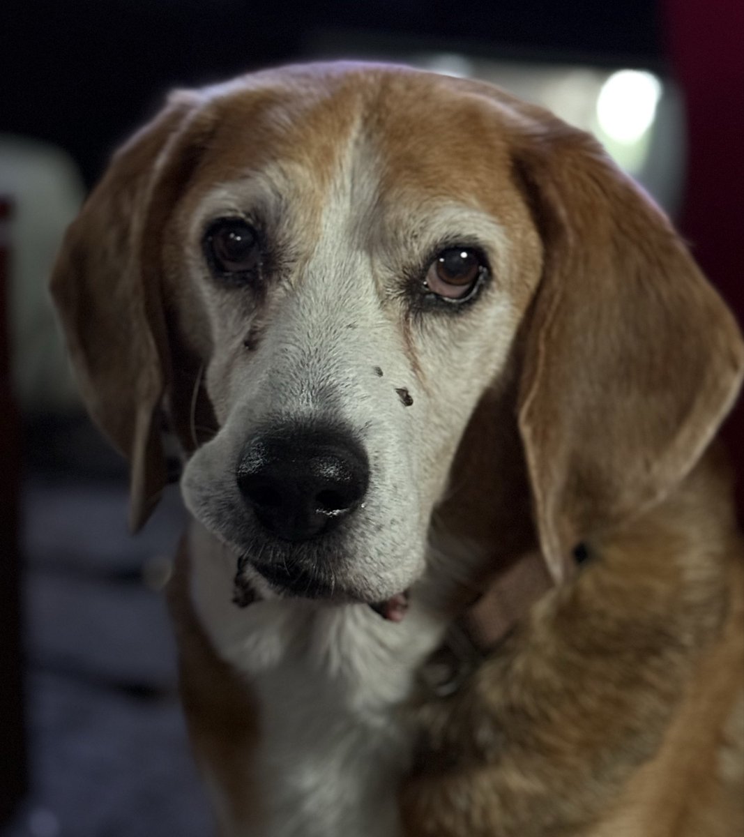 HoundDogLove1's tweet photo. Wishing everyone a great day! #beagle #basset #Vibing #beaglelife #beaglefacts https://t.co/7zkEvdU71Q