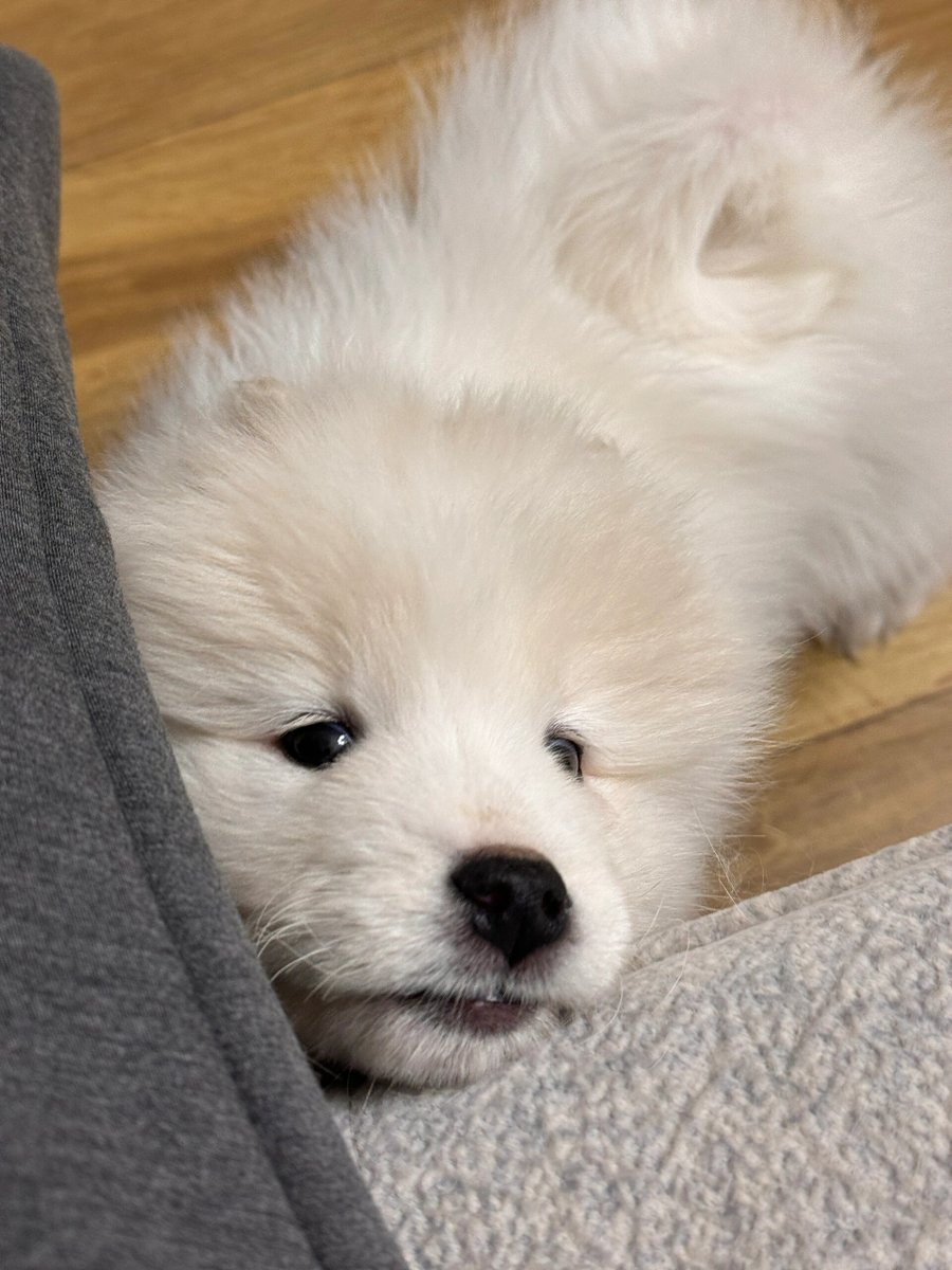 SofiaChillbc's tweet photo. My little furball just turned 6 months old! From wobbly tiny paw steps to zooming around the living room like a tiny tornado, every growth moment is pure joy . https://t.co/keY3PectZv