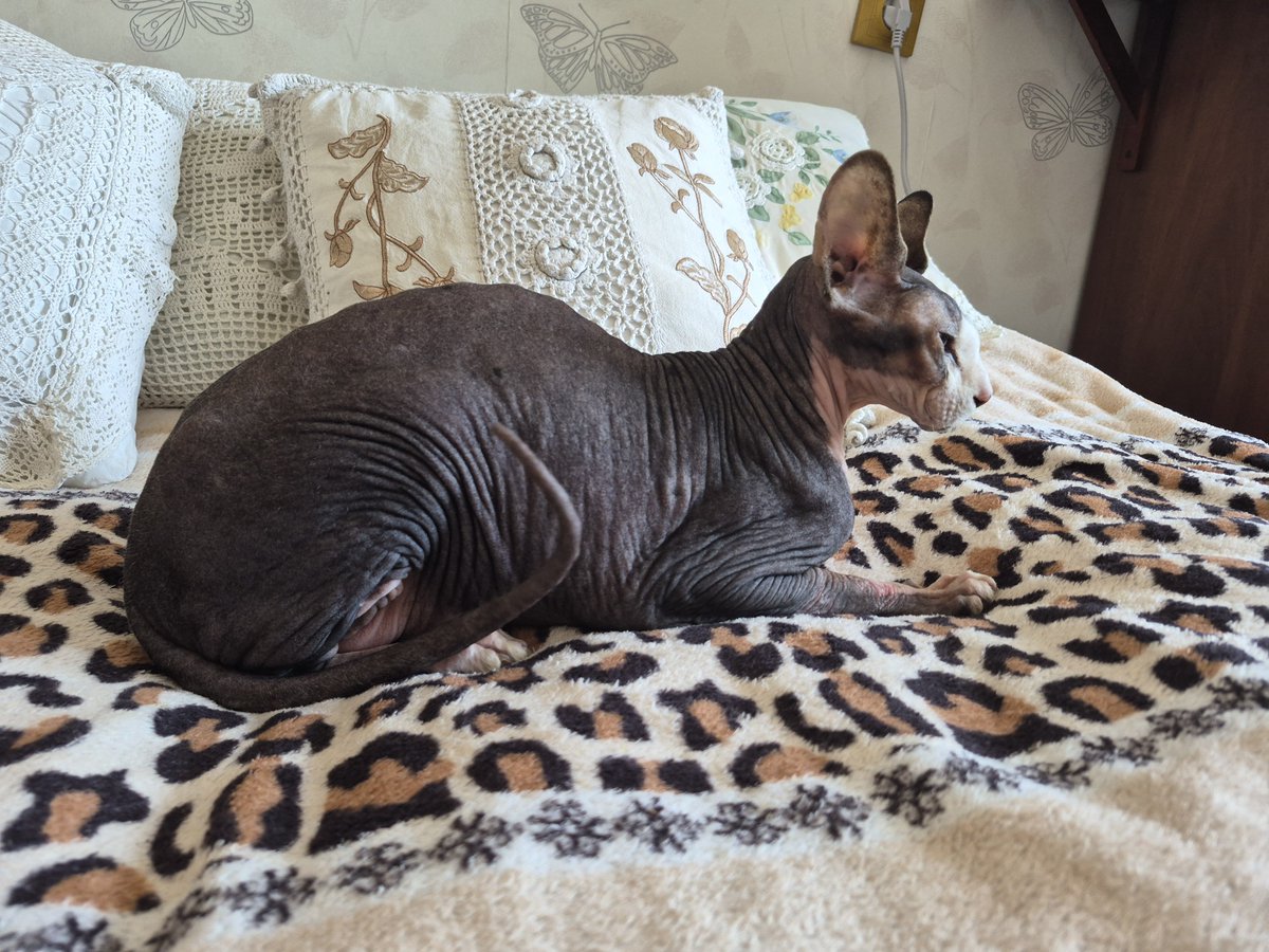ZlusyaYa's tweet photo. @Zarla_S So... He was 13 yo. I've healed him last 9 months. He died on my arms. It's still hurts.

Your cat was wonderful. I think Gatsby was happy to spend time with you ~ https://t.co/aun9812dNl