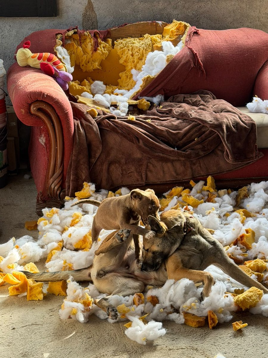 FundacionToby's tweet photo. Travesuras toby ayer y hoy presentan...

Canela y Kim Kardashian jaja se aceptan sillones https://t.co/sB3WBb3QZI