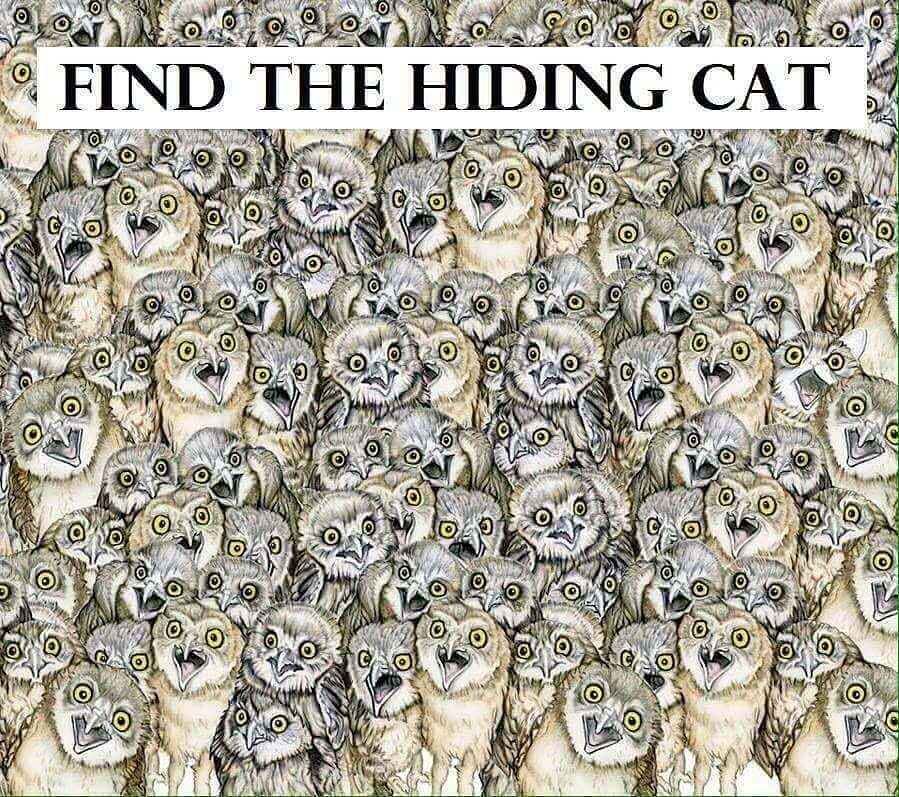 findcatx's tweet photo. Just for fun, can you find the cat in 10 seconds? #games #cats #Find #eyetest #challenge https://t.co/ZoA1RHesqJ