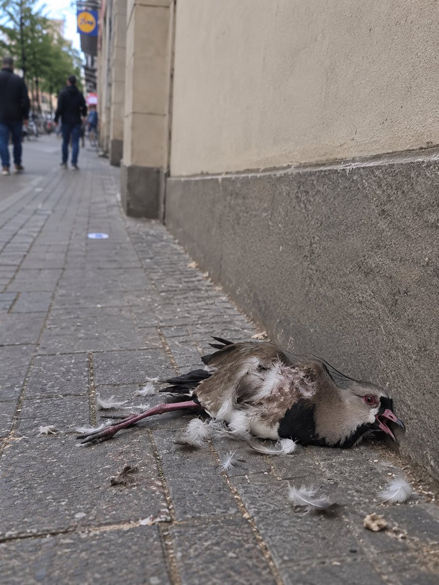 joagalante's tweet photo. Ciudadano promedio de Tero Violado https://t.co/bA6SjYLTJj
