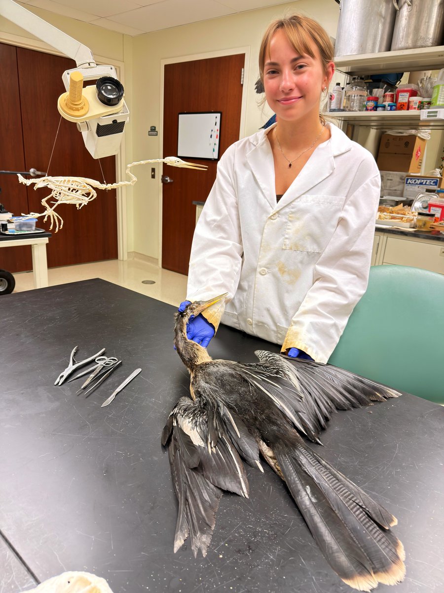 WitmerLab's tweet photo. Happening now... @OhioU undergrad Garnet Kish is starting in on a lovely anhinga carcass donated to us from @SeabirdStation in Miami. We always first respectfully explore the exterior before going inside. Dissection is a privilege we don't take lightly. Each specimen has a story. https://t.co/LPvaLtGBk7