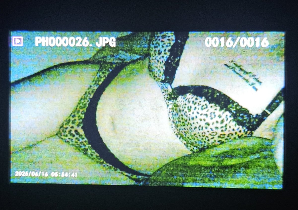 Patiencepeas's tweet photo. I got a camcorder yesterday https://t.co/a4ZtHVo4vm