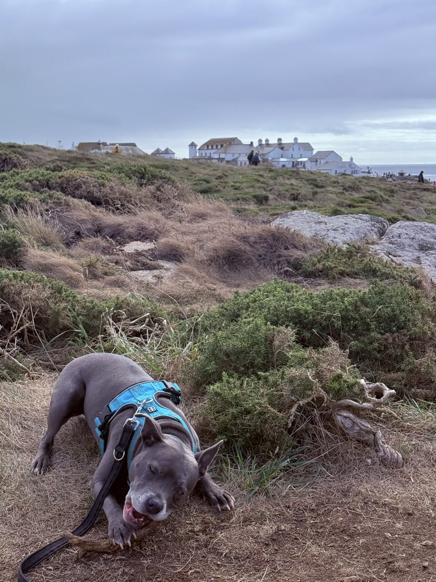 IsaMary2021's tweet photo. I found a Cornish stick ❤️❤️
#IsaMary #LandsEnd 🐾🐾🏴 https://t.co/BcyHhsCCP1