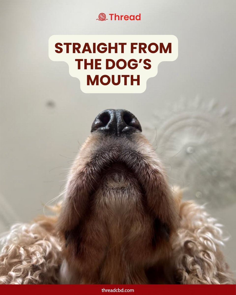 threadcbd's tweet photo. If dogs could leave us a review, we think it would be five stars⭐

More kisses.
Softer paws.
Better grooming days.
Comfortable adventures.
More naps.

#threadcbd #dogwellness #petcare https://t.co/7iro2r737M