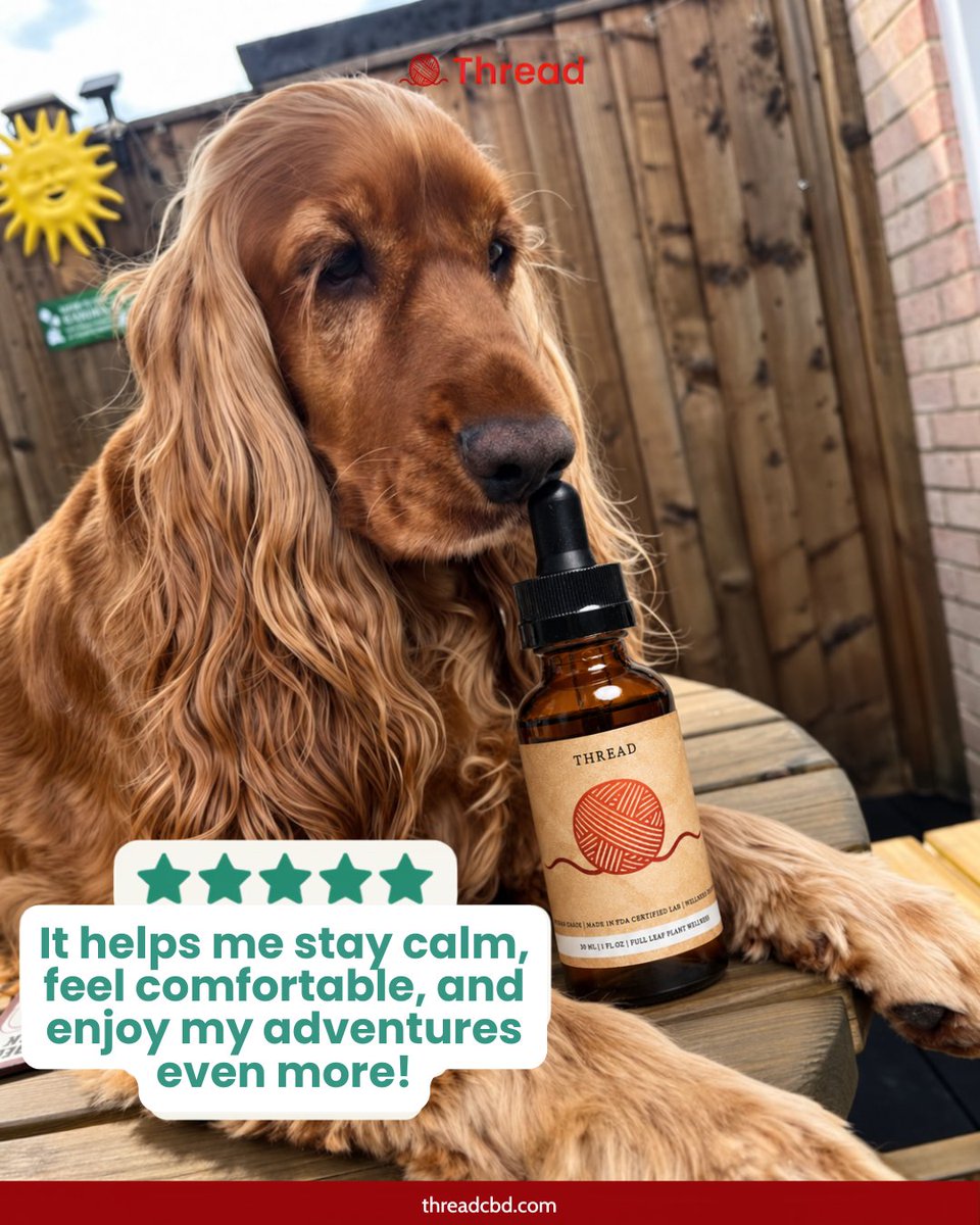 threadcbd's tweet photo. If dogs could leave us a review, we think it would be five stars⭐

More kisses.
Softer paws.
Better grooming days.
Comfortable adventures.
More naps.

#threadcbd #dogwellness #petcare https://t.co/7iro2r737M