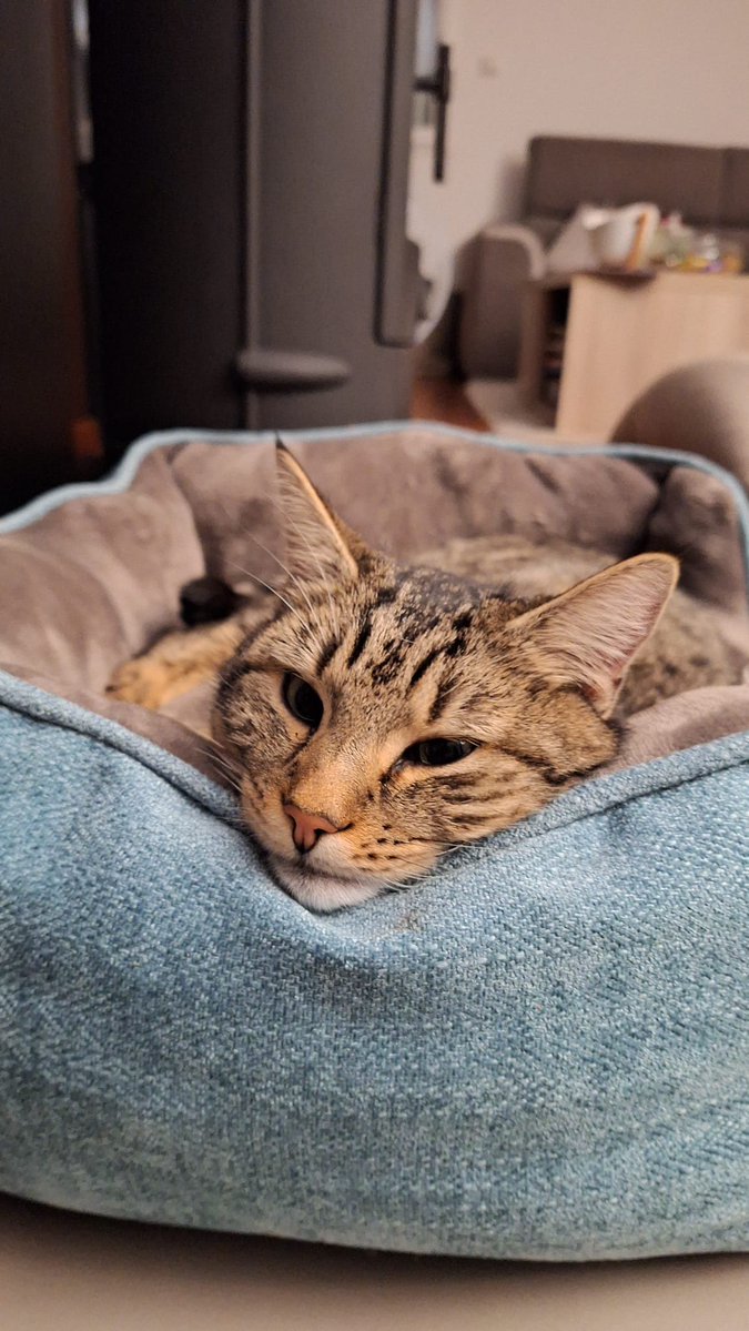 Titou51Chris's tweet photo. Perdu chat depuis Vendredi soir 11/09 sur les hauteurs de Genay (69730) #chat #perdu #genay https://t.co/hMbY693v08