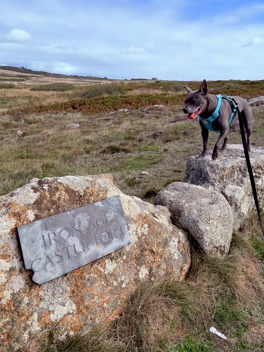 IsaMary2021's tweet photo. I found an Iron Age Castle Fort ❤️❤️🐾🐾🏴
#IsaMary #Holidogs #LandsEnd https://t.co/AoT4N3bWMf