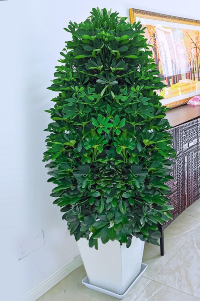 aislr974305's tweet photo. Houseplant tip: Rotate your plants weekly to ensure even sun growth, no more lopsided leaves! https://t.co/5VHAbsiSmO