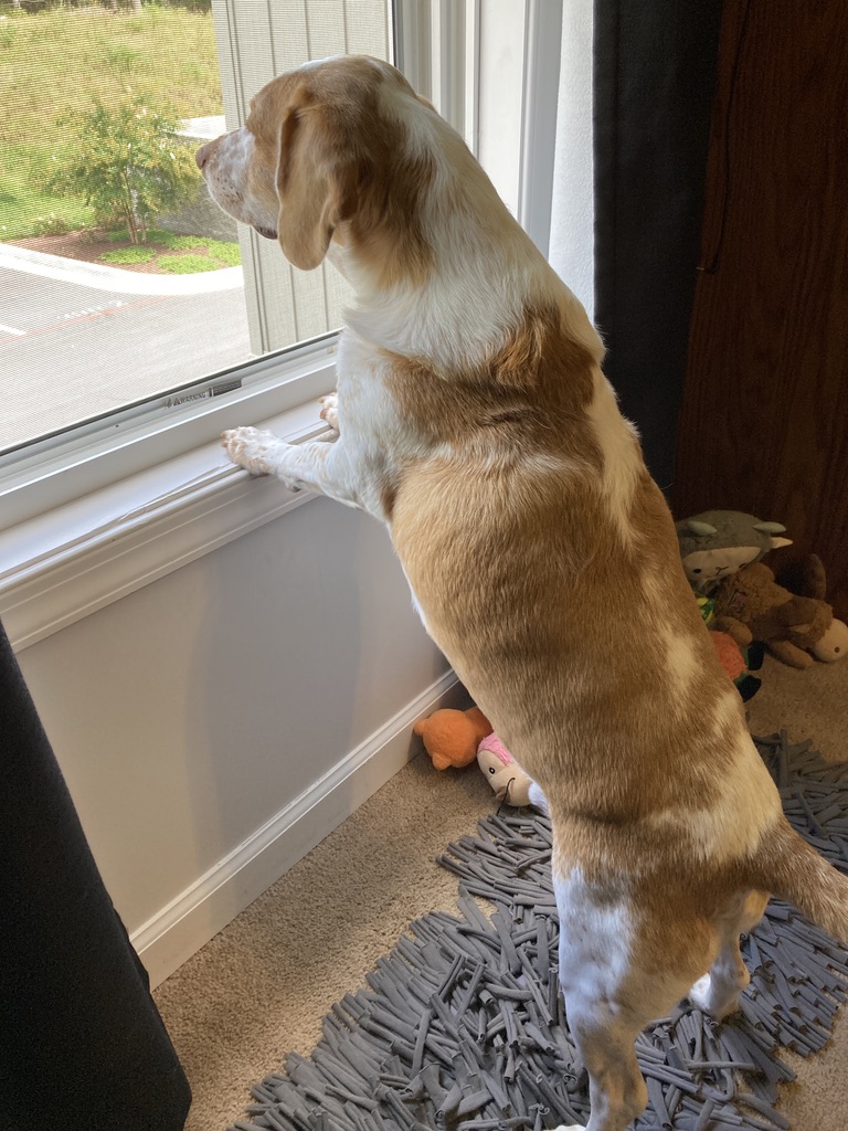 livewellian's tweet photo. Happy Won't Look Wednesday, friends. Busy with neighborhood watch, Mom! 💜🐶❤️ #BeagleLife #DogsOfTwitter https://t.co/NrCqA32vxs