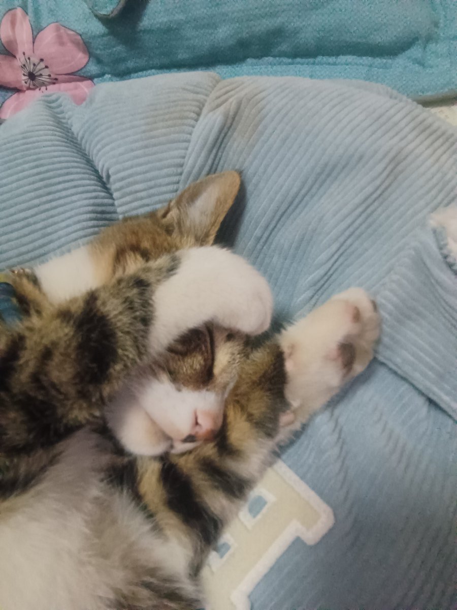 ohh__ong's tweet photo. My tiny furball just curled up in my lap, purring like a tiny engine after a long day. Best vibe that’s free of charge https://t.co/iybOMNX7GD
