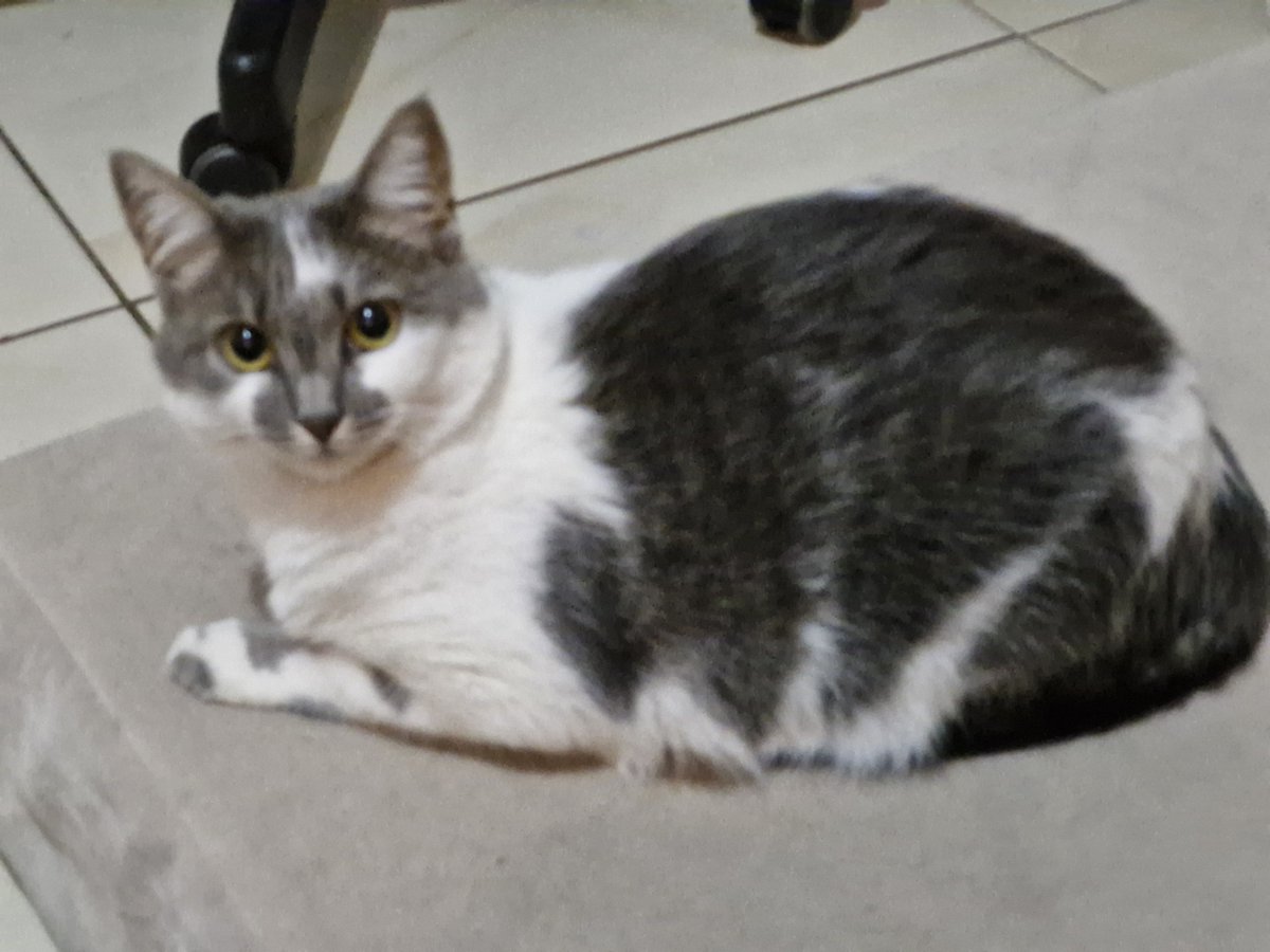sofiaspereiraa's tweet photo. @AcervoCharts a nenê mais linda que tem https://t.co/a4R7tpV2QB